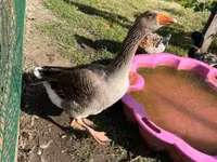Geese — फ़ोटो 3