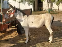 Cheval, Chevaux — photo 3