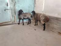 Ovelha, Ovelhas — foto 5