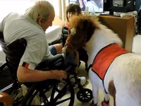 Kanca, Miniature horse — 4. fotó