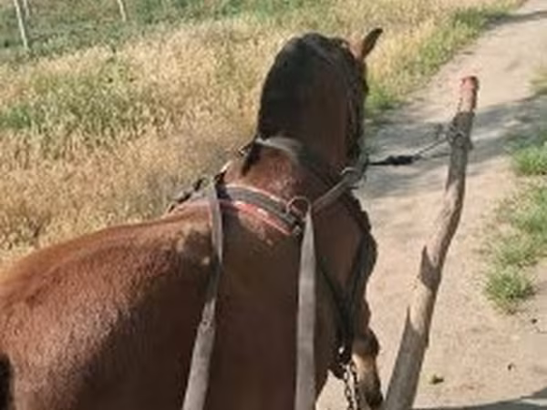 Caballo, Caballos