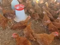 Chickens — Foto 3