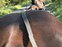公马, Horses — 照片 5