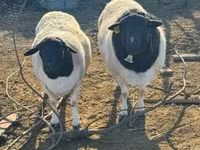 Kos, Dorper sheep — 2. fotó