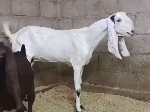 عنزة, Kamori goats