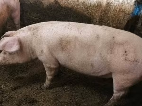 Porca,  — Hungria
