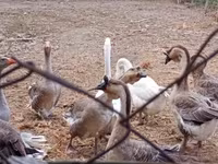 Geese — 6-сурет