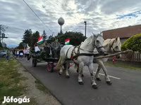 فرس, Percheron — الصورة 3