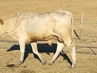 ثور, Charolais cattle — الصورة 1
