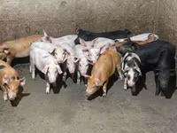Sow, Pigs — photo 2
