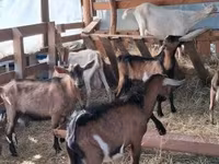 Cabro, Cabras — foto 5