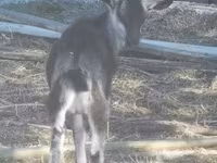 母山羊, Goats — 照片 2