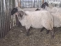 Schaf, Ile-de-France sheep — Foto 2