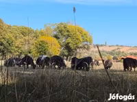 Cow, Cattle — photo 4