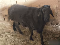 Kos, Hissar sheep — 3. fotó