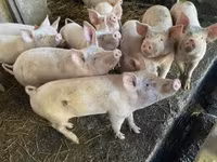 Pigs (batch, sex not specified), Pigs — photo 2