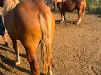 Бие, Hungarian horse breed — 1-сурет