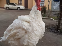 BIG 6 — foto 2