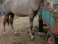 公马, Horses — 照片 2