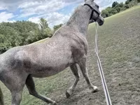 Stute, Lipizzaner — Foto 2