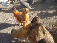 Chickens — फ़ोटो 2