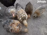 Chickens — 照片 3