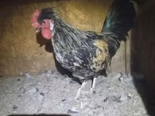 bantam japonais — Hongrie