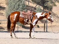 Hing, American paint horse — 5. fotó