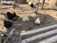 Pekin-Zwerg — Foto 5