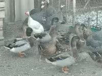 Guinea fowl — photo 6