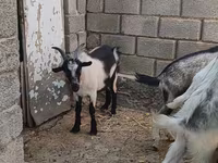 Bak, LaMancha goats — 1. fotó