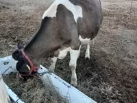 Tehén, Holstein fajta — 2. fotó
