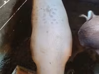 母猪, Pigs — 照片 2