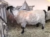 मेढ़ा, White Suffolk sheep — फ़ोटो 1