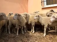 公羊, Ile-de-France sheep — 照片 1