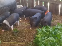 Pigs (batch, sex not specified), Вьетнамская вислобрюхая — photo 1