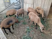 Sheep, Cameroon sheep — photo 2