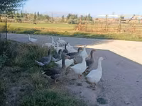 Geese — 1. fotó