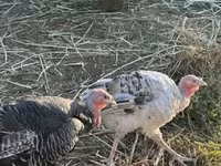 Turkeys — Foto 1