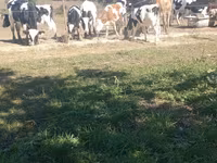 ثور, Russian Black pied cattle — الصورة 1