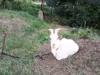 Bak, Kecskék — 4. fotó