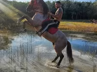 公马, Hungarian horse breed — 照片 1