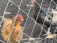 Chickens — 照片 2