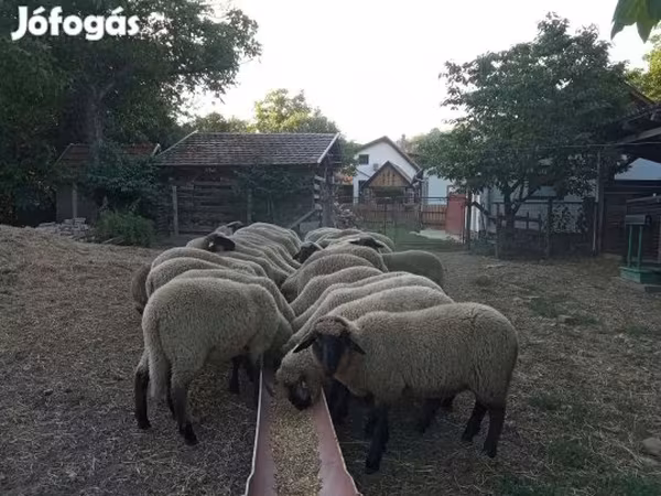 Sheep, Tsigai sheep