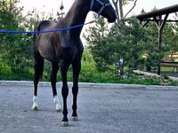 Hing, Akhal-Teke — 4. fotó