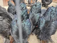 براهما — الصورة 2