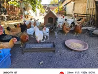 Chickens — 照片 1