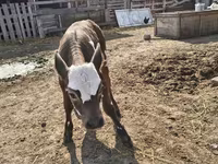 Bovinos (lote, sexo no especificado), Brown Latvian — foto 5