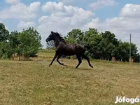 Caballo, American paint horse — foto 2
