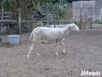 نعجة, Lacaune sheep — الصورة 3